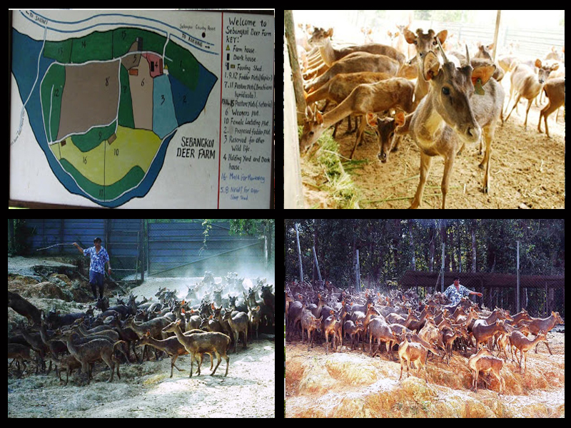 deerfarm